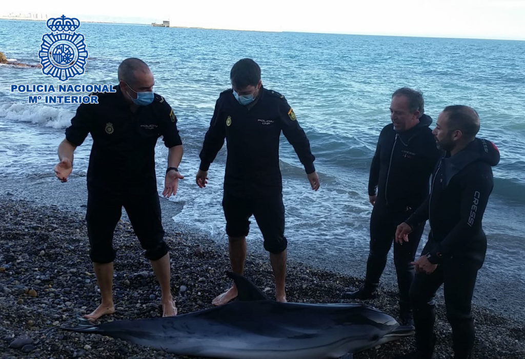 Agentes de la Policía Nacional rescatan un delfín varado en la playa de las Olas de Almería