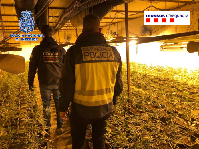 Agentes en la plantación de marihuana