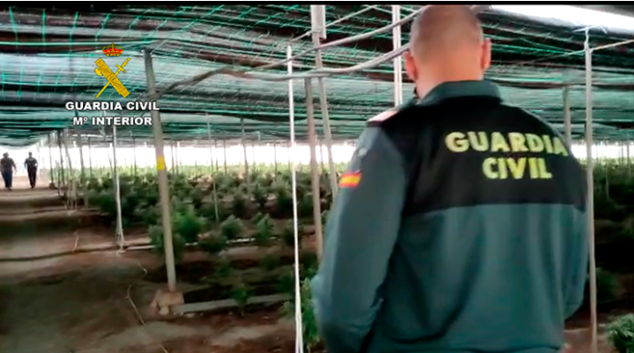 62000 plantas de cannabis incautadas en Almería