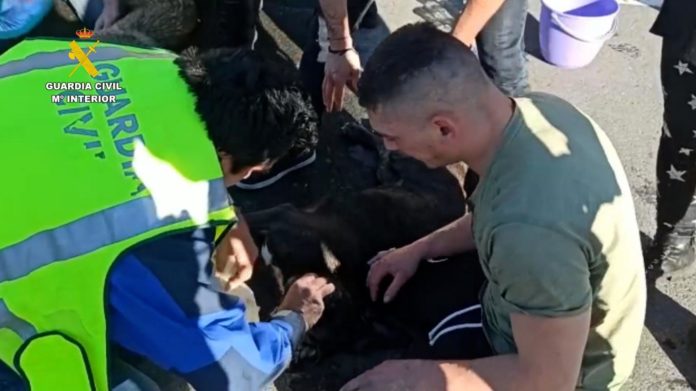 Tres investigados acusados de delitos de maltrato animal