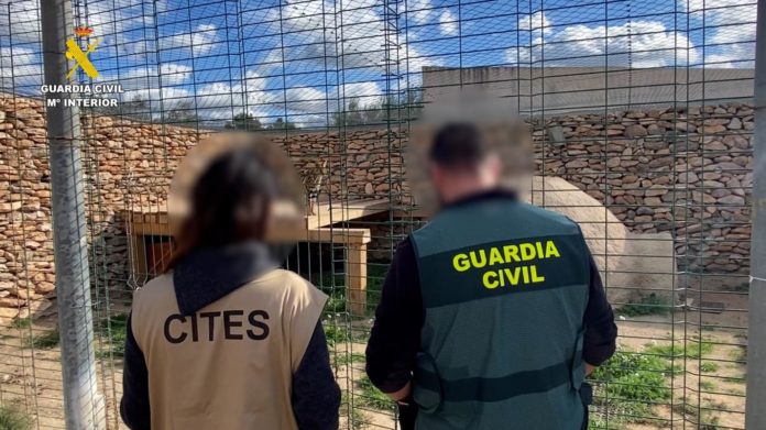 Detenidas seis personas por tráfico ilegal de especies protegidas