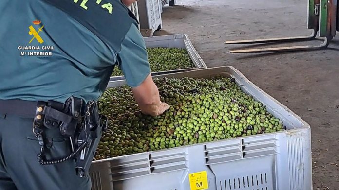 Detenidas seis personas por robo de aceituna, falsedad documental y estafa