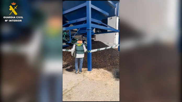Aceituna en mal estado incautada en Carmona, Sevilla