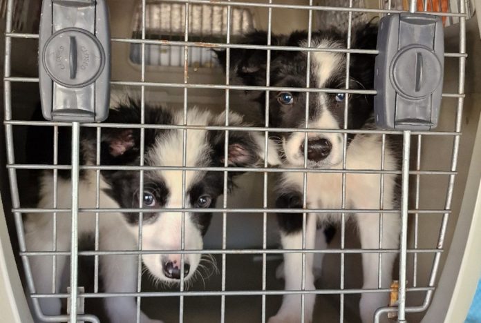 Cachorros en una jaula