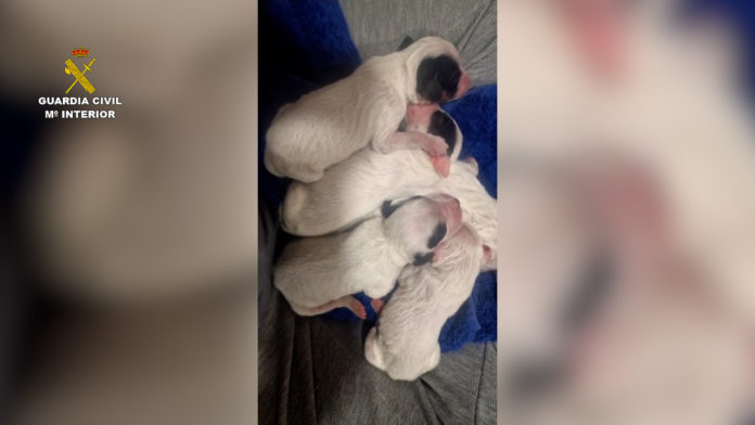 La Guardia Civil investiga a un hombre por abandonar a ocho cachorros en un contenedor en Valladolid