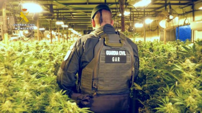 Agente del GAR en una plantación ilegal de marihuana en Sevilla