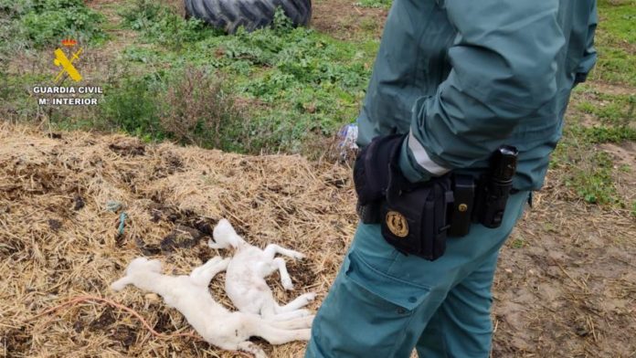Animales muertos encontrados en Guadalajara