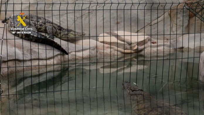 La Guardia Civil rescata varios animales protegido