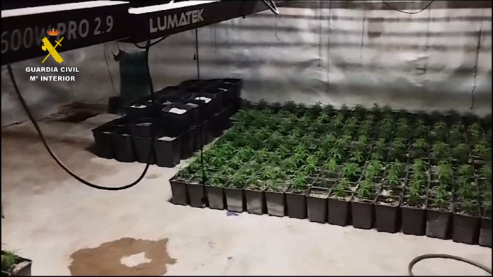 Tres detenidos por traficar y cultivar marihuana en cinco inmuebles