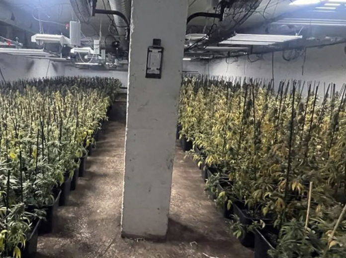 Cae una organización dedicada al tráfico de marihuana en Sevilla