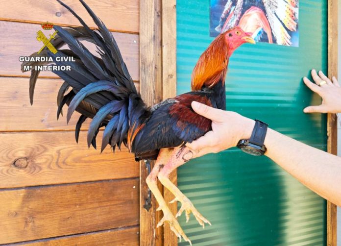 La Guardia Civil frustra una pelea de gallos en una finca agrícola de Murcia